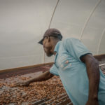 Drying of cocoa beans