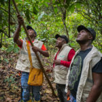 Harvesting cocoa
